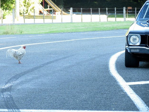 Chicken Road Spel: De Nieuwste Gokkast van Nederland in Actie, chicken road online