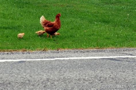Chicken road jugar - Descubre Todo Sobre El Nuevo Juego De Casino de La Carretera del Pollo en España